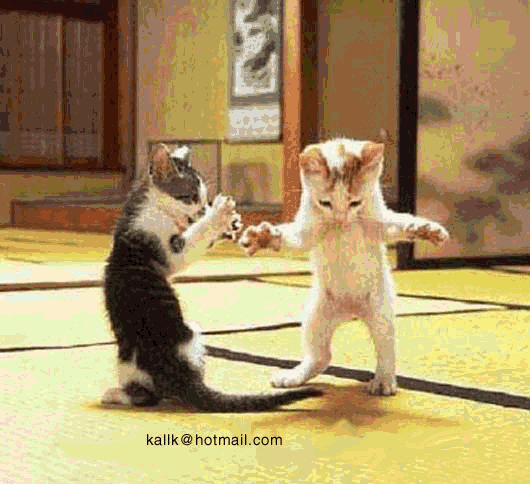 des chat